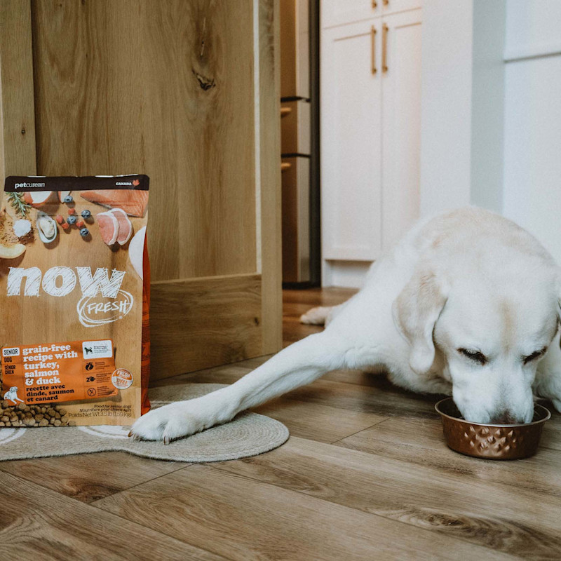 Labrador Retriever dog eating NOW FRESH kibble from bowl
