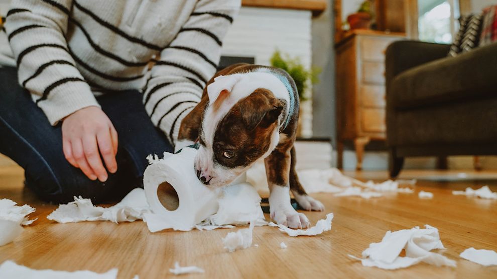 Puppy chewing on toilet paper roll