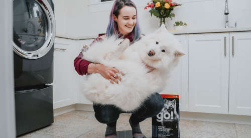 Pet parent on scale while holding white Samoyed dog in kitchen