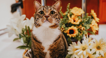 Cat surrounded by fake flowers