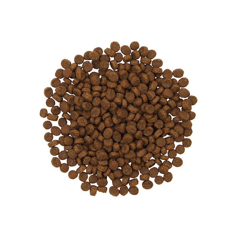 Go! Sensitivities Insect Recipe for cats kibble