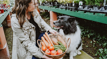 Owner holding basket of fruits and vegetables in front of Border Collie dog