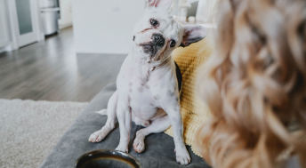 French Bulldog on couch with head tilted