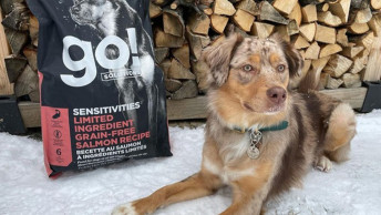 Brown dog sitting in snow beside GO! kibble bag