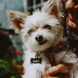 Woman cuddling small breed white dog