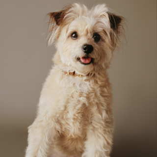 Scruffy dog with tongue out