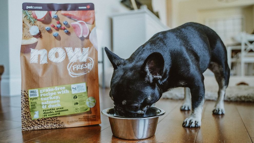 French Bulldog eating Now Fresh kibble