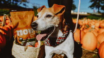 NOW FRESH - Blog - Senior Jack Russell terrier at farmer's market