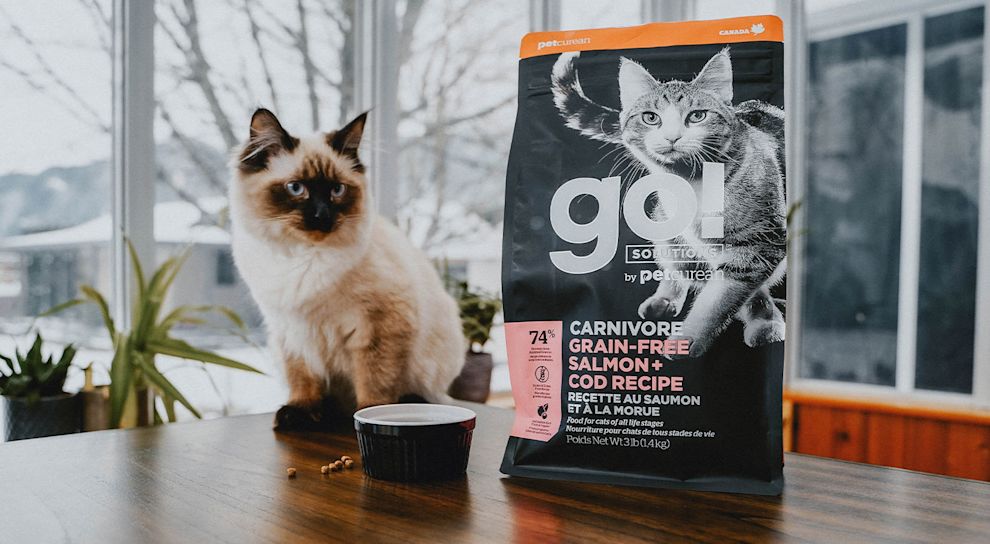Ragdoll cat sitting on wood table beside bowl and GO! SOLUTIONS CARNIVORE Salmon + Cod Recipe kibble bag