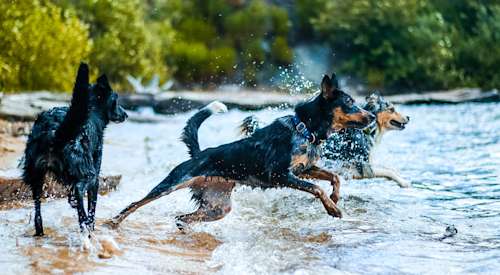 Dogs running into a lake