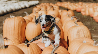 Dog in pumpkin patch