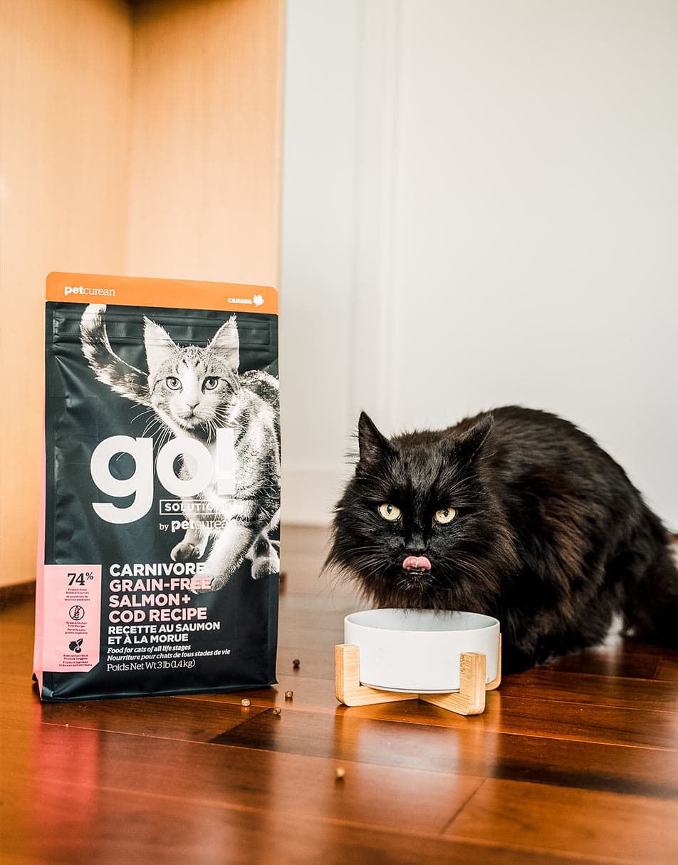 Black cat eating GO! SOLUTIONS CARNIVORE Grain-Free Salmon + Cod Recipe dry food