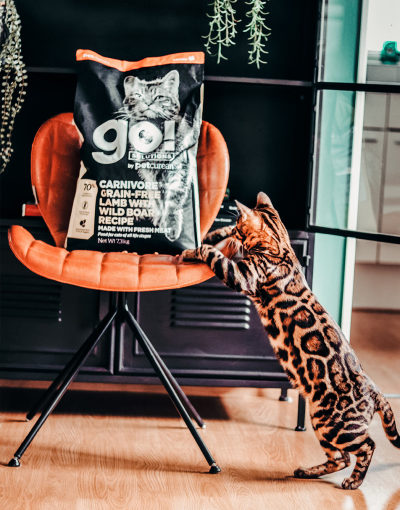 GS-Homepage-Cat-Recipes-EU-Cat-LWB-reaching-for-bag-on-chair-1020