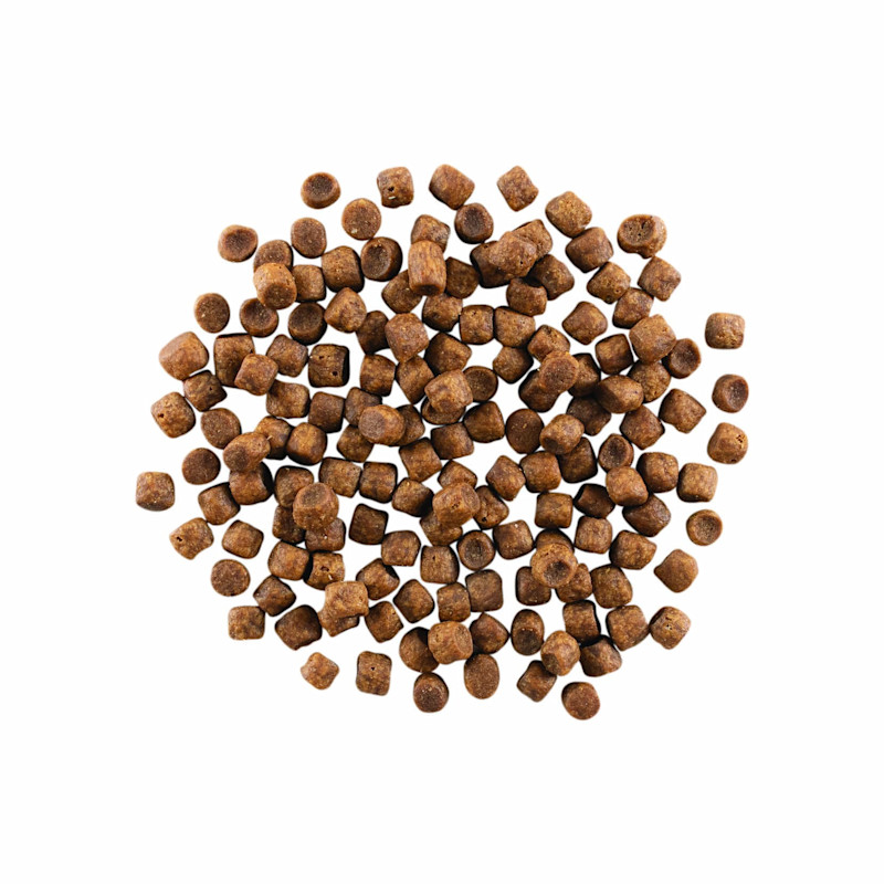 GO! SOLUTIONS CARNIVORE Grain-Free Chicken, Turkey + Duck Recipe for Cats kibble