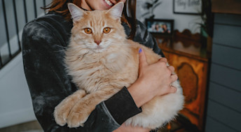 Orange kitten being held by child