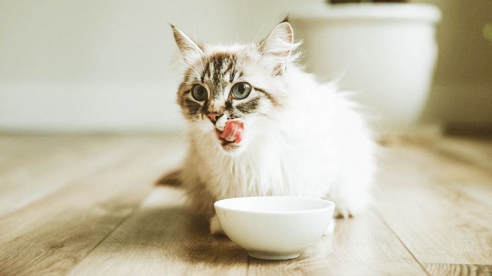 Cat licking its lips eating from dish