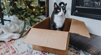 Cat in box under Christmas tree