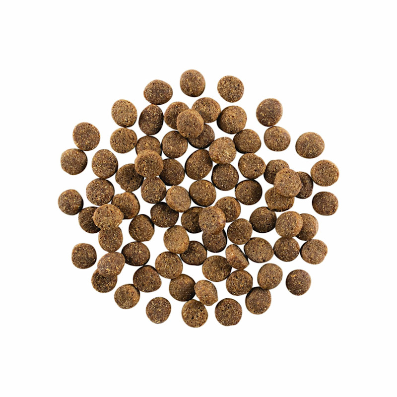 GO! SOLUTIONS SKIN + COAT CARE Salmon Recipe with Grains for Dogs kibble