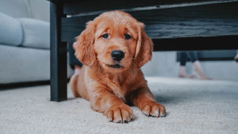 Puppy laying under coffee table