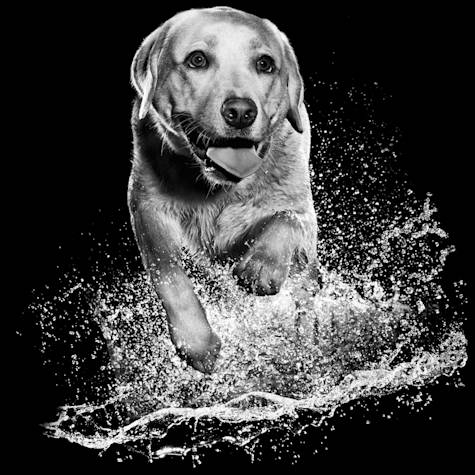 Black and white Labrador Retriever running through water