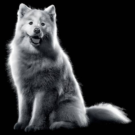Black and white Samoyed sitting with mouth open