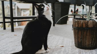 Cat on patio with plant