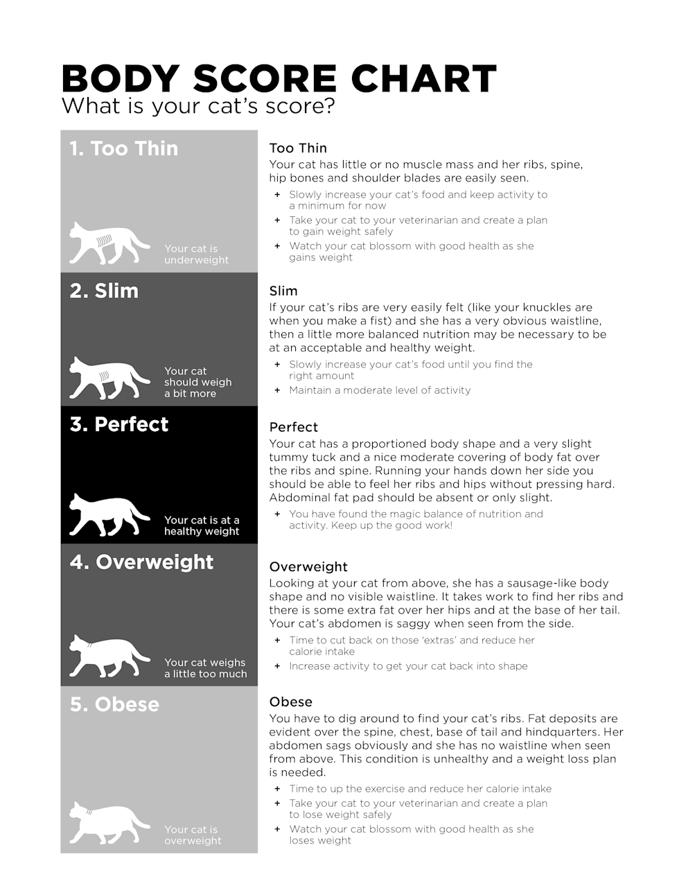 Go! Solutions cat body score chart