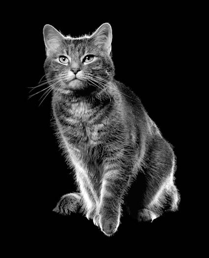 Black and white cat sitting and looking into the distance