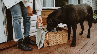 Chocolate Lab dog sniffing picnic basket