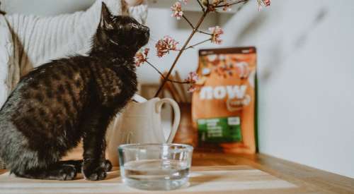 Black kitten with cherry blossom and water dish