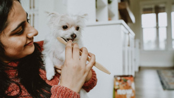Small white Yorkshire Terrier mix in girl's arms while she brushes his teeth with a bamboo toothbrush