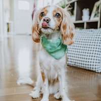 Cavalier King Charles Spaniel wearing green bandana