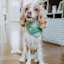 Cavalier King Charles Spaniel wearing green bandana