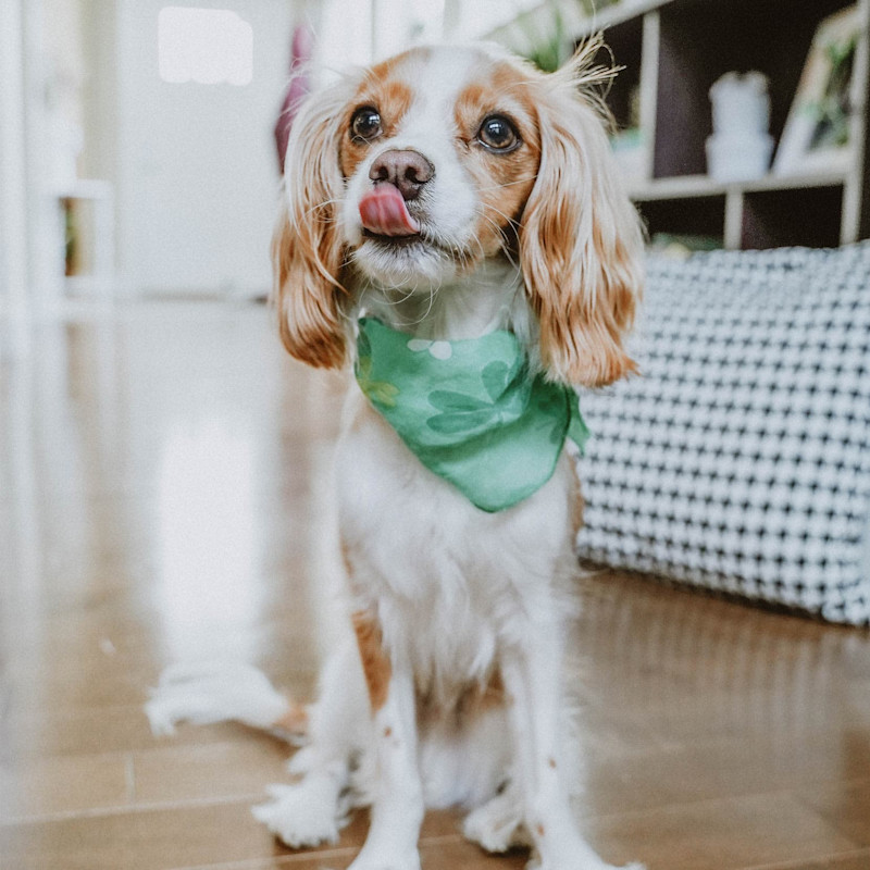 Cavalier King Charles Spaniel wearing green bandana