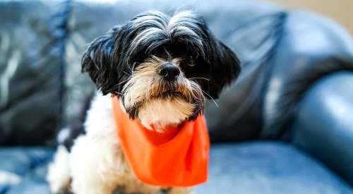 Shih Tzu dog on couch wearing orange bandana