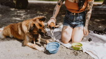 Owner pouring dog some water on the beach