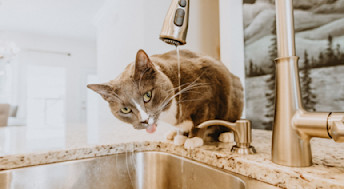 Cat drinking from kitchen sink