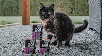 Cat with stack of Go! Solutions Carnivore wet food Tetras