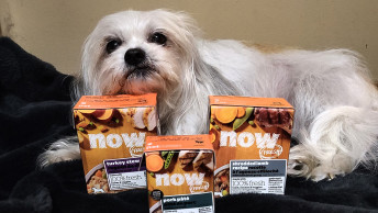 NF - Blog Image - Molley's Success Story, white dog next to wetfood