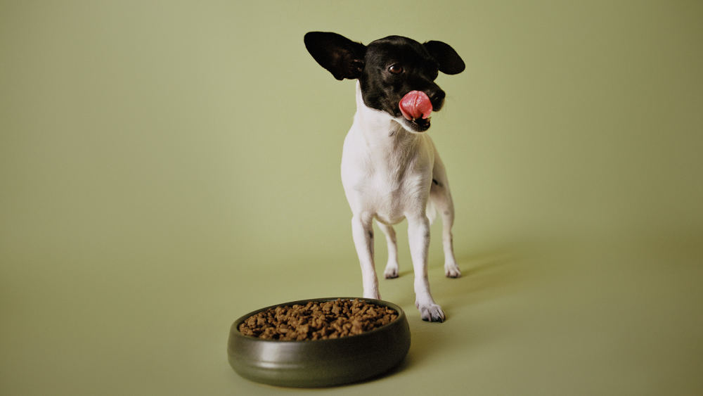 Dog licking lips with bowl of kibble