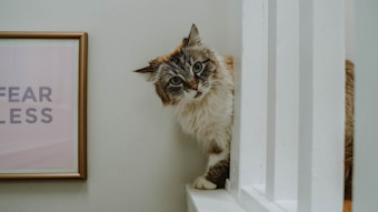 Cat peeking around banister