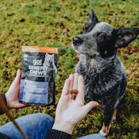 Dog waiting for Go! Solutions Benefit Chews Weight Management + Joint Care treats