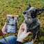 Dog waiting for Go! Solutions Benefit Chews Weight Management + Joint Care treats