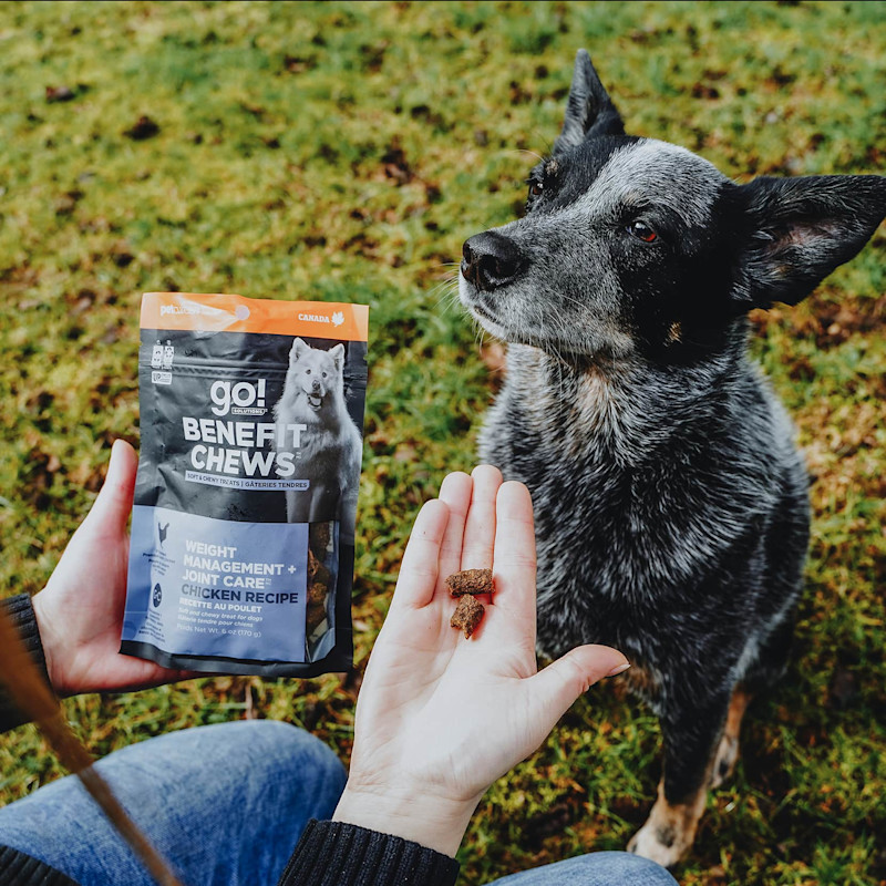 Dog waiting for Go! Solutions Benefit Chews Weight Management + Joint Care treats