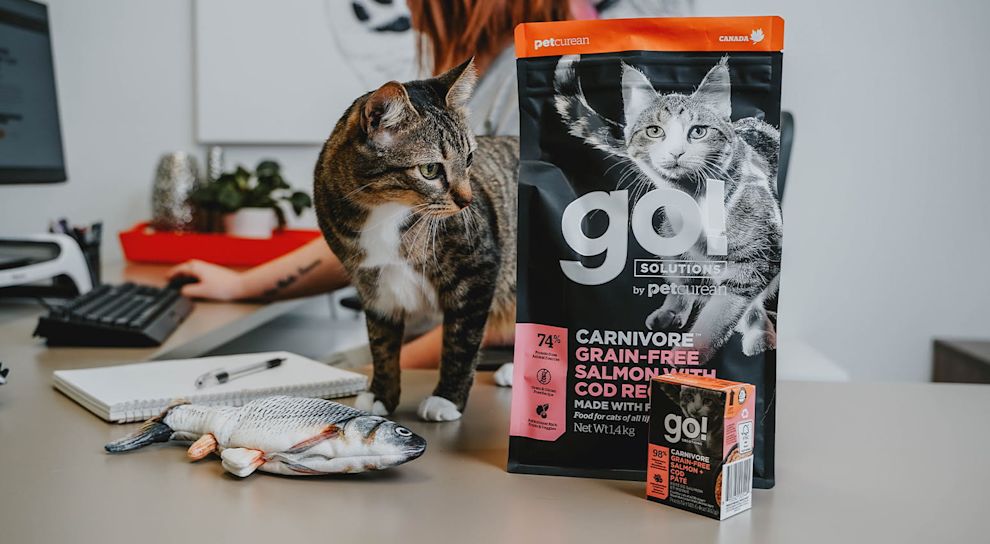 Brown tabby cat standing on desk looking at GO! SOLUTIONS cat food