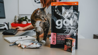 Brown tabby cat standing on desk looking at GO! SOLUTIONS cat food