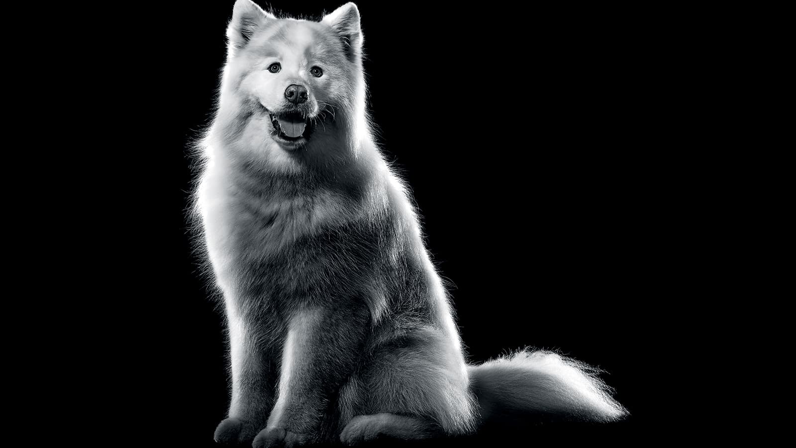 Go! Solutions Weight Management + Joint Care GrainFree Chicken Recipe