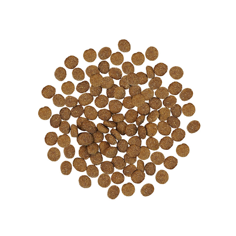 Go! Solutions Skin + Coat Care Turkey Recipe with Grains kibble