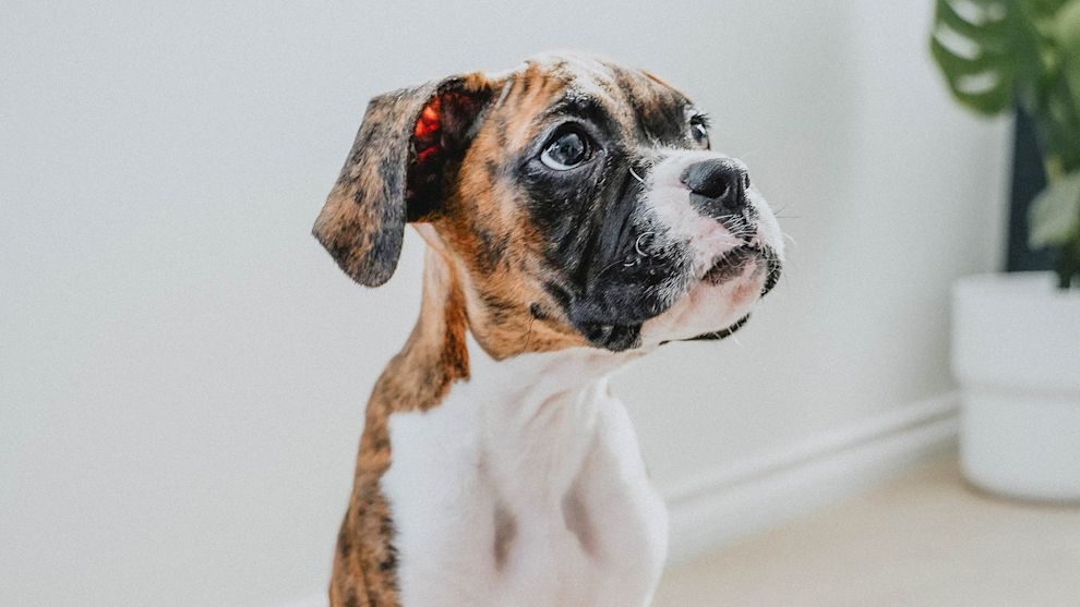 Closeup of Boxer puppy