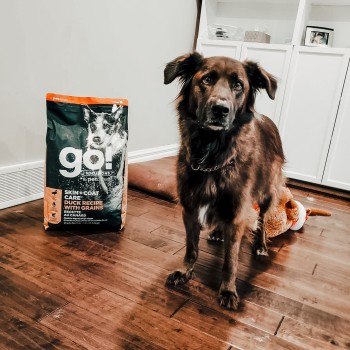 Sam the dog with a bag of GO! SOLUTIONS kibble